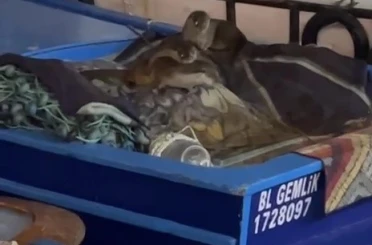 Aç kalan anne su samuru ve yavruları Gemlik’te tekneye sığındı 