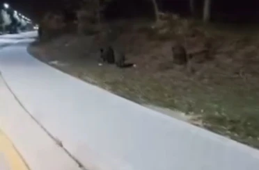 Aç kalan domuz sürüleri, üniversite kampüsüne indi 