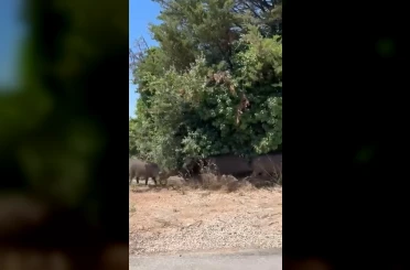 Aç kalan domuz sürüsü şehre indi 