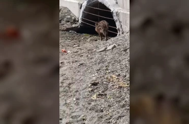 Aç kalan domuzlar sahile indi 