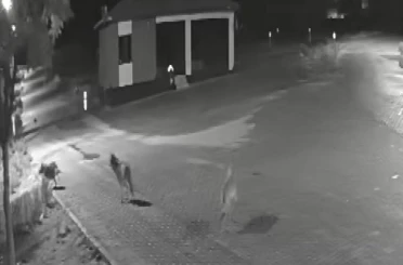 Aç kalan kurtlar mahalleye inerek eşeğe saldırdı