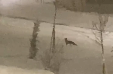 Aç kalan tilki şehir merkezine indi 