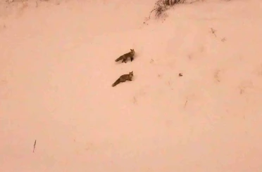 Aç kalan tilkiler yerleşim yerlerinde görülmeye başlandı 