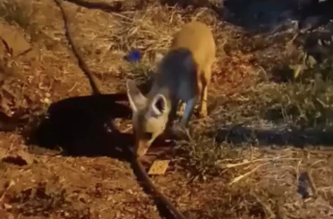 Aç kalan tilkiye ‘diyet bisküvi’ ikramı 