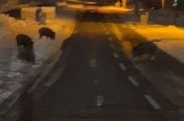 Aç kalan yaban domuzları yerleşim yerine indi