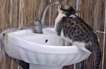 Acil serviste lavaboya çıkan kedi musluğu açıp su içti 