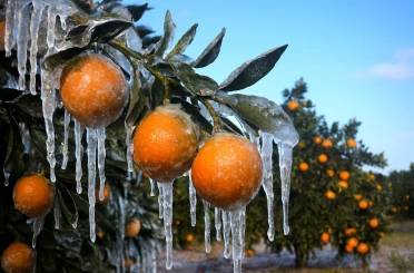 Adana için zirai don alarmı: Gece sıcaklık sıfırın altına düşecek 