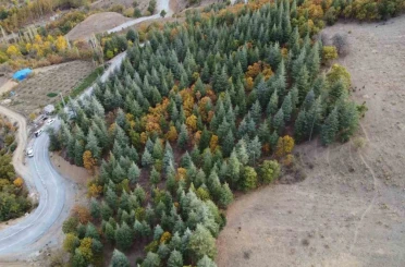 Adana’da 37 yıl önce köylülerin diktiği fidanlar ormana dönüştü 