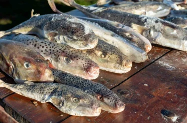 Adana’da 4 günde 128 bin balon balığı toplandı 