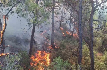 Adana’da çıkan orman yangınları söndürüldü 