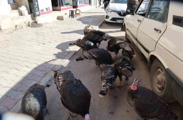 Adana’da ilginç görüntü: Hindiler çarşıda gezdirilerek satılıyor 