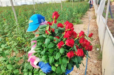 Adana’da seralarda gül hasadı başladı 