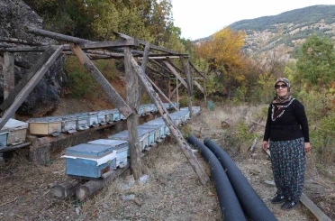 Adana’da sıcaklık düşmeyince arılar kışlama için kovanlara girmedi 