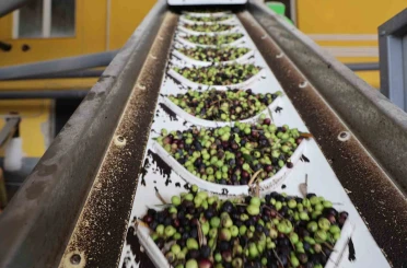 Adana’da zeytinin yağ yolculuğu başladı 