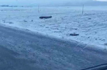 Adilcevaz’da domuz sürüsü görüntülendi 
