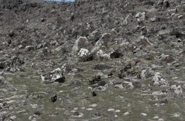 Adilcevaz’da domuzlar çiftçileri bezdirdi 