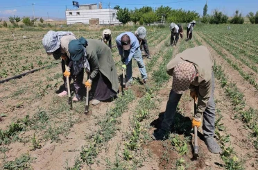 Adilcevaz’da kavurucu sıcakta ekmek parası mücadelesi 
