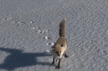 Adilcevaz’da tilkinin dron ile imtihanı 