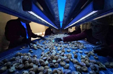 Aflatoksinli incire geçit yok 