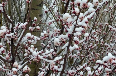 Afyonkarahisar ve Kütahya’da badem ve kayısı çiçekleri karla kaplandı 