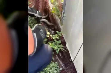 Ağa dolanarak mahsur kalan yılanı itfaiye kurtardı 
