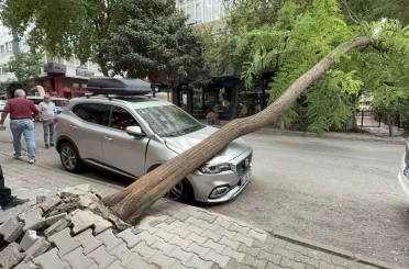 Ağaç otomobilin üzerine devrildi 
