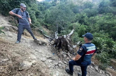 Ağaç yangını korkuttu 
