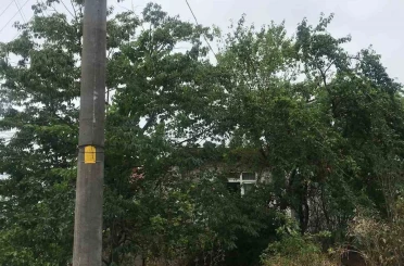 Ağaçların içinden geçen elektrik telleri tehlike saçıyor 