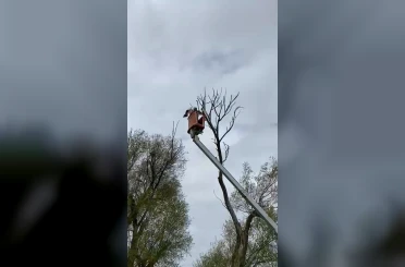 Ağaçta asılı kalan leylek kurtarıldı 