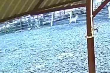 Ağıla giren kurt 8 küçükbaş hayvanı telef etti 
