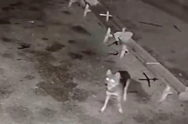 Ağıla giren kurt, koyunları telef etti