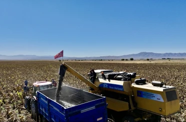 Ağrı’da ayçiçeği üretiminden 758 milyon TL’lik kazanç bekleniyor 