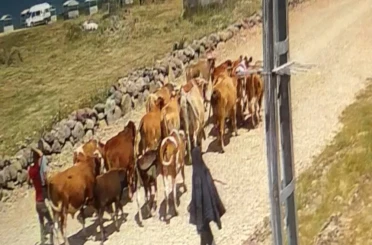 Ağrı’da çalınan 22 büyükbaş hayvandan 15’i bulundu 