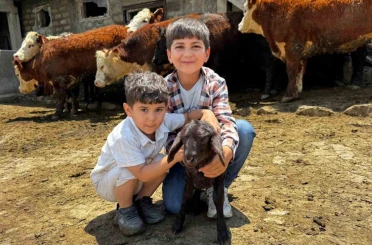 Ağrı’da damızlık desteğiyle kırmızı et üretimi güçleniyor 