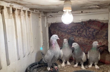 Ağrı’da dondurucu soğuğa rağmen 7 yıldır güvercin yetiştiriyorlar 