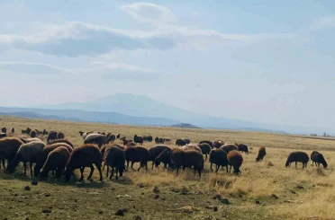 Ağrı’da ılıman iklim kış besicilerin yüzünü güldürdü 