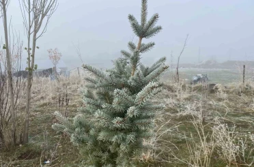 Ağrı’da kırağı etkili oldu 
