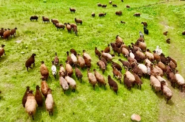 Ağrı’da yaylalar koyun sürüleriyle süslendi 
