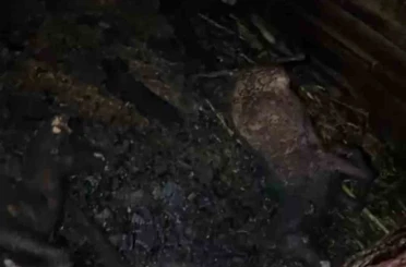 Ahır yandı, 7 hayvan telef oldu 