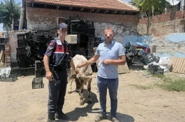 Ahırdan çalınan büyükbaş hayvan bulundu 