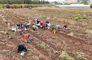 ’Akademik’ patateslerin hasadı başladı 