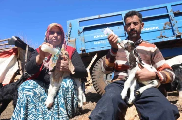 Akaryakıt karıştığı iddia edilen yağmur suyu birikintisinden içerek telef olan küçükbaş hayvanların yavrularını biberonla yaşatmaya çalışıyorlar 