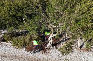 Akbük’te devrilen ağaç yerine dikildi 
