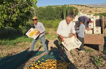 Akçadağ Ziraat Odası Başkanı İnal’dan kayısı fiyatları için TMO çağrısı
