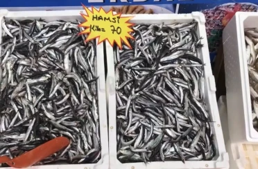 Akçakoca’dan balık tüketicilerine uyarı: "Buzhane balığına dikkat" 