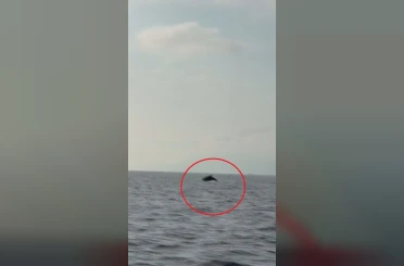 Akdeniz açıklarında balıkçı teknesini selamlayan yunuslar görüntülendi 