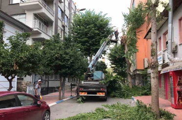 Akdeniz’de ağaçlara sonbahar bakımı 