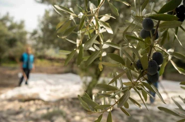 Akhisar’da zeytin için tarihi buluşma 