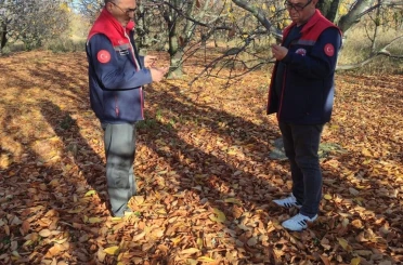 Akşehir kirazında saha incelemeleri devam ediyor 