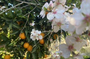 Aksu’da badem ağaçları şubat ortasında çiçek açtı 